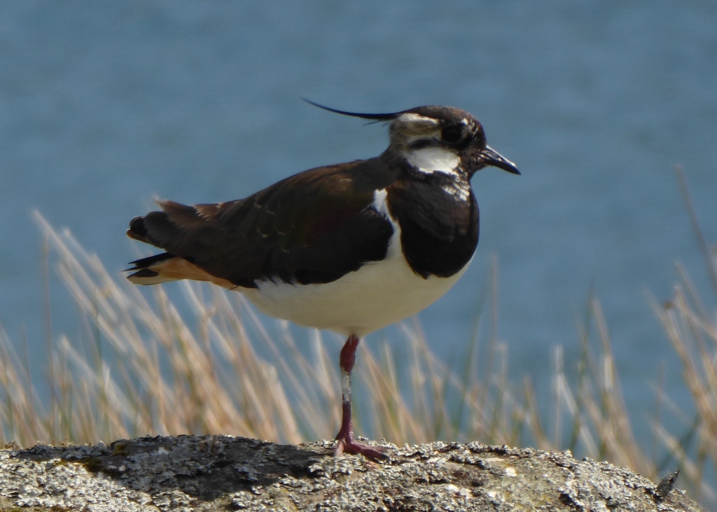 Adult lapwing