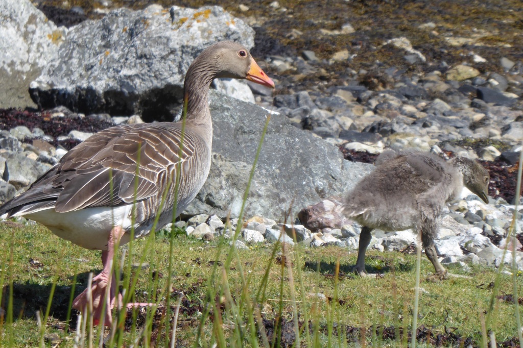 Greylag goose with gosling